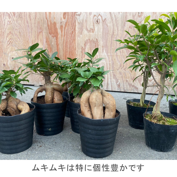 送料無料 結婚証明書 ゲスト参加型  ガジュマル 記念樹 ウェディング 植樹セレモニー 植樹の儀 【ガジュマル】 16枚目の画像