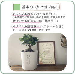 送料無料 結婚証明書 ゲスト参加型  ガジュマル 記念樹 ウェディング 植樹セレモニー 植樹の儀 【ガジュマル】 10枚目の画像