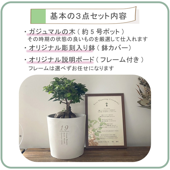 送料無料 結婚証明書 ゲスト参加型  ガジュマル 記念樹 ウェディング 植樹セレモニー 植樹の儀 【ガジュマル】 10枚目の画像
