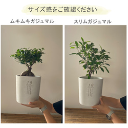 送料無料 結婚証明書 ゲスト参加型  ガジュマル 記念樹 ウェディング 植樹セレモニー 植樹の儀 【ガジュマル】 9枚目の画像