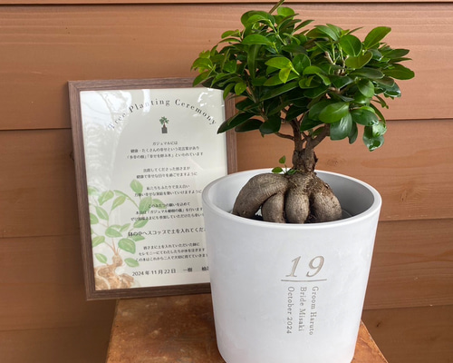 m*5様 カリモク karimoku 傘立て 植木 樹木 観葉植物入れ ゴルフク 8f2c731f4c849f03a7147f1150abbc