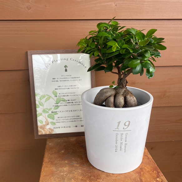 送料無料 結婚証明書 ゲスト参加型  ガジュマル 記念樹 ウェディング 植樹セレモニー 植樹の儀 【ガジュマル】 1枚目の画像