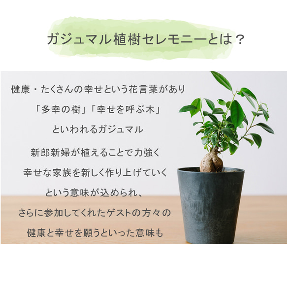 送料無料 結婚証明書 ゲスト参加型  ガジュマル 記念樹 ウェディング 植樹セレモニー 植樹の儀 【ガジュマル】 3枚目の画像