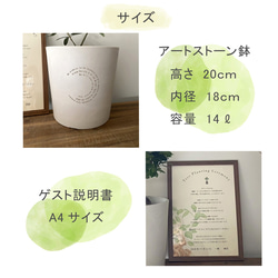 送料無料 結婚証明書 ゲスト参加型  ガジュマル 記念樹 ウェディング 植樹セレモニー 植樹の儀 【ガジュマル】 12枚目の画像