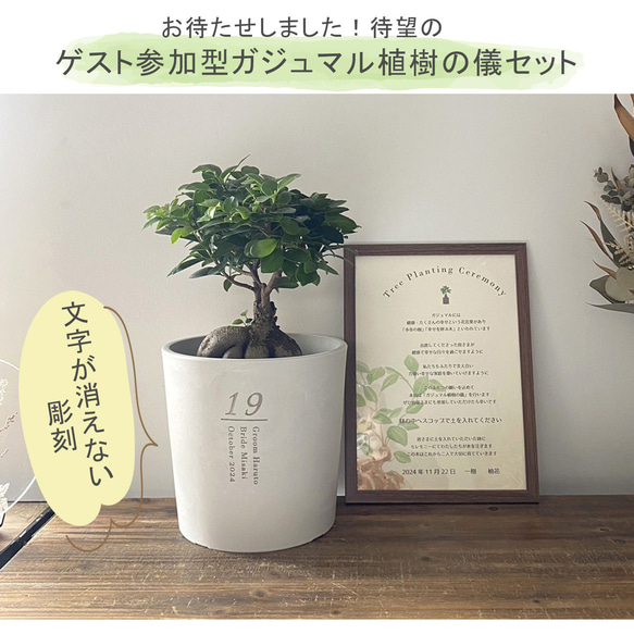 送料無料 結婚証明書 ゲスト参加型  ガジュマル 記念樹 ウェディング 植樹セレモニー 植樹の儀 【ガジュマル】 2枚目の画像