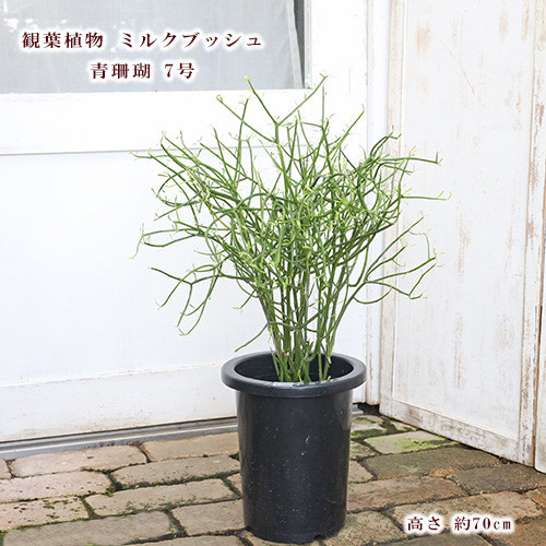 現品販売 観葉植物 ミルクブッシュ 青珊瑚 7号 高さ70cm 