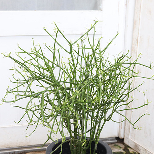 現品販売 観葉植物 ミルクブッシュ 青珊瑚 7号 高さ70cm 