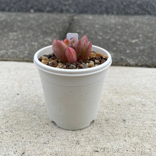 多肉植物 エケベリア ピンクルルビー 抜き苗 その他インテリア雑貨 