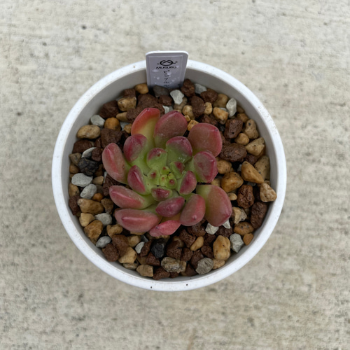 ピンクルルビー 抜き苗 多肉植物