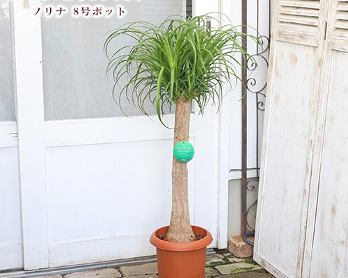 観葉植物　トックリラン　ポニーテール　マヤパーム　ノリナ　マヤツリー　８号鉢 観葉植物 トックリランポニーテール（8号鉢）｜HanaPrime（ハナ