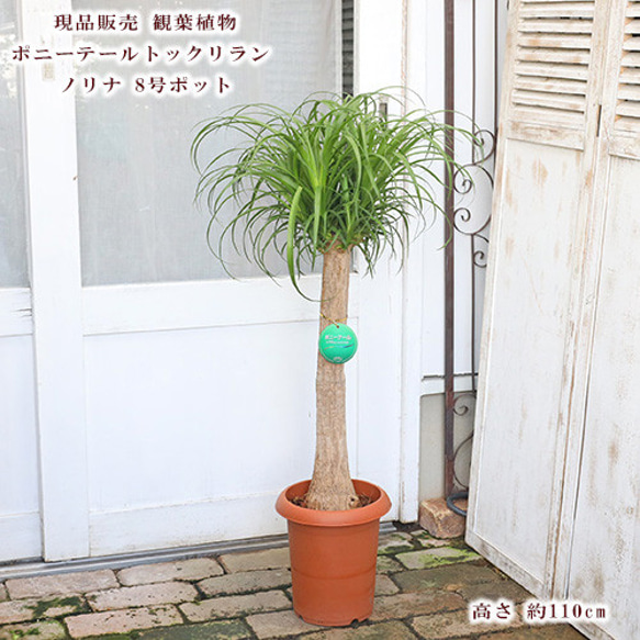 現品販売 観葉植物 ポニーテール トックリラン ノリナ 8号ポット