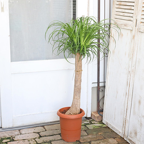 現品販売 観葉植物 ポニーテール トックリラン ノリナ 8号ポット