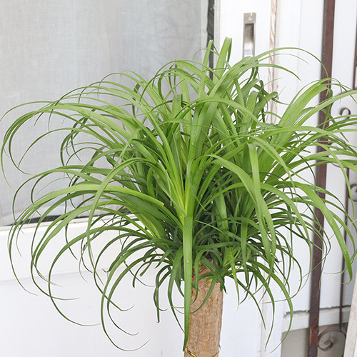 現品販売 観葉植物 ポニーテール トックリラン ノリナ 8号ポット 現品販売 観葉植物 ポニーテール トックリラン ノリナ 8号ポット