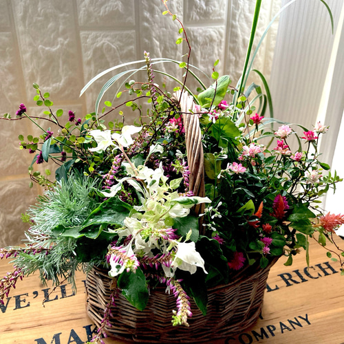 寄せ植え　花■秋の寄せ植え 数量限定 大人気 おまかせ 寄せ植え よせうえ 夏〜秋の寄せ植え