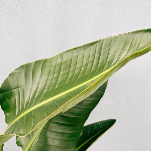 現品］☆今だけ価格☆ 8番 ストレリチアニコライ オーガスタ 10号 尺鉢