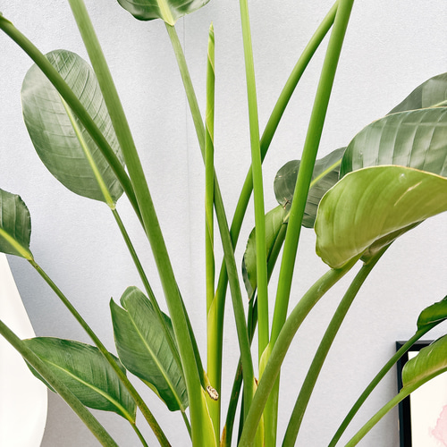 現品］☆今だけ価格☆ 8番 ストレリチアニコライ オーガスタ 10号 尺鉢