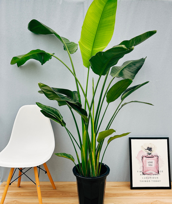 現品］☆今だけ価格☆ 8番 ストレリチアニコライ オーガスタ 10号 尺鉢