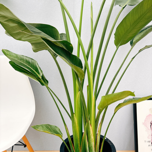 現品］☆今だけ価格☆ 8番 ストレリチアニコライ オーガスタ 10号 尺鉢