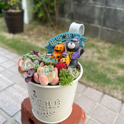 ☆送料無料☆♡そのまま飾れる♡ハロウィンの多肉植物寄せ植え