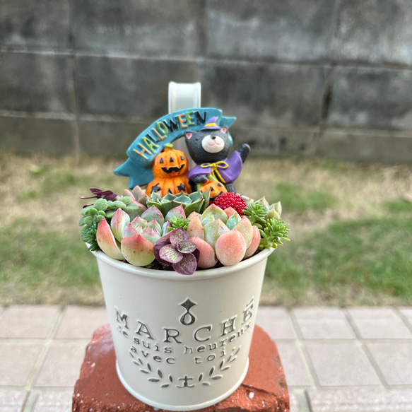 ★速達付き★♡そのまま飾れる♡ブリキ缶♬子猫ちゃんハロウィンの多肉植物寄せ植え♡ ☆送料無料☆♡そのまま飾れる♡ブリキ缶♬ハロウィンの多肉植物
