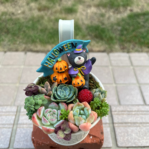 ☆送料無料☆♡そのまま飾れる♡ハロウィンの多肉植物寄せ植え