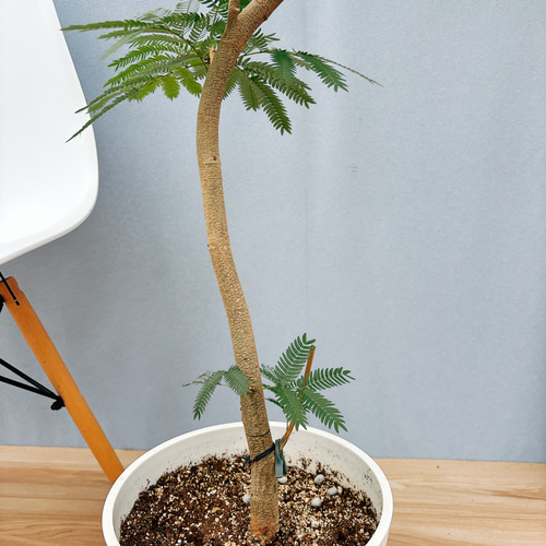 現品］☆おすすめ☆ 11番 エバーフレッシュ 曲がり 8号 観葉植物 室内 
