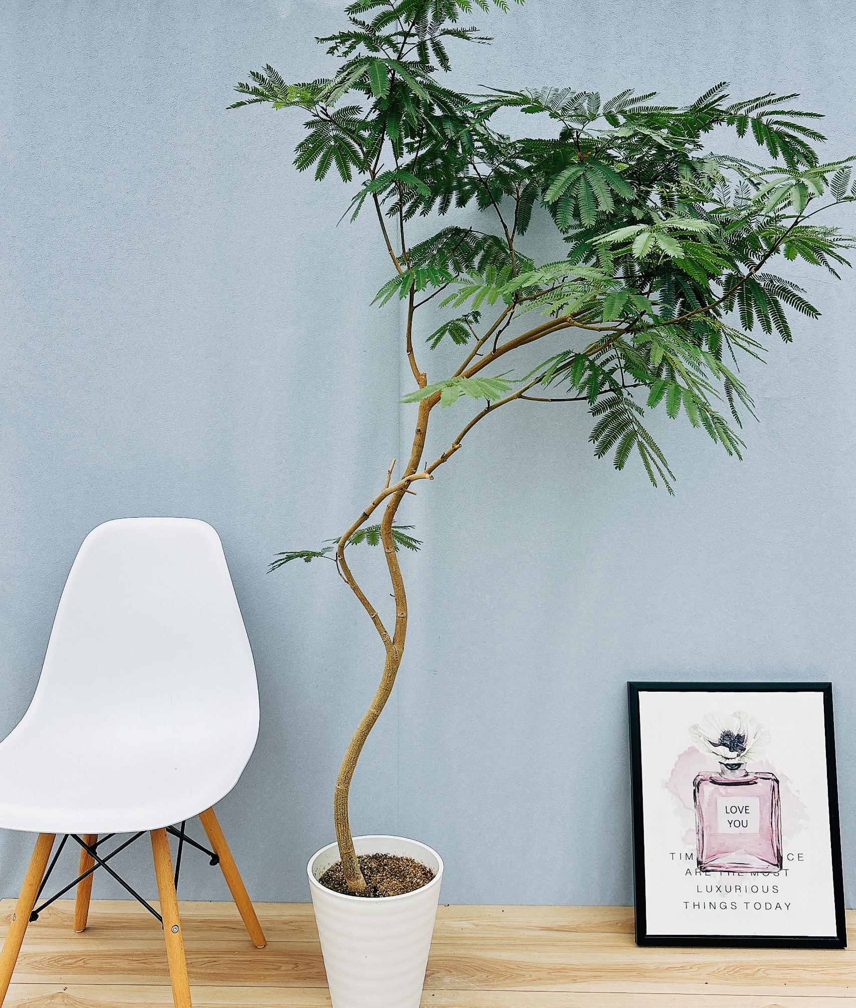 現品］13番 特大！ エバーフレッシュ 曲がり 8号 観葉植物 室内