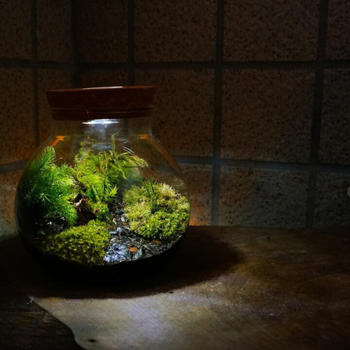 制作キット】【石畳が作れる】LEDライト付ボトルテラリウム プレゼント