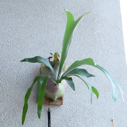 現品【P. Pegasus】ビカクシダ ペガサス No342 多肉植物 秘密の