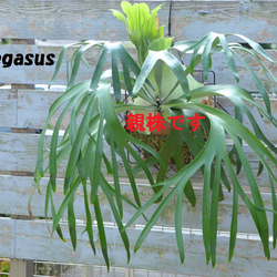 現品【P. Pegasus】ビカクシダ ペガサス No342 多肉植物 秘密の
