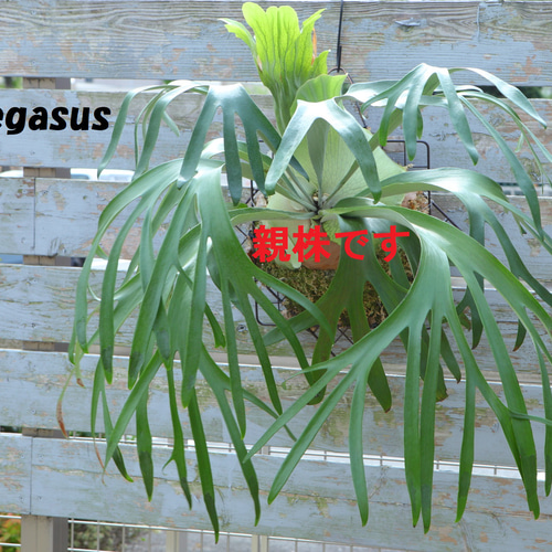 現品【P. Pegasus】ビカクシダ ペガサス No342 多肉植物 秘密の