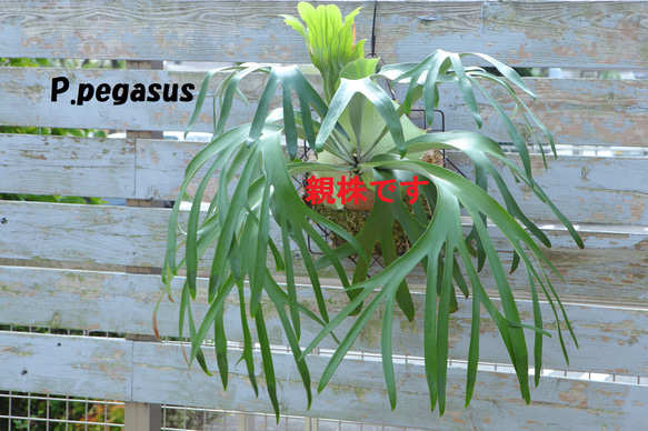 現品【P. Pegasus】ビカクシダ ペガサス No342 多肉植物 秘密の 現品【P. Pegasus】ビカクシダ ペガサス No342 多肉植物 秘密の