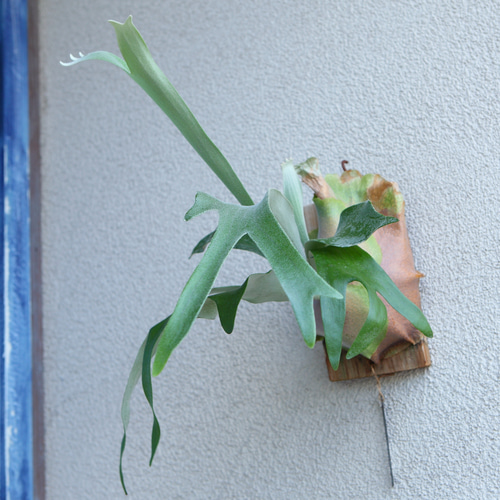 現品【P. Pegasus】ビカクシダ ペガサス No342 多肉植物 秘密の 現品【P. Pegasus】ビカクシダ ペガサス No342 多肉植物 秘密の