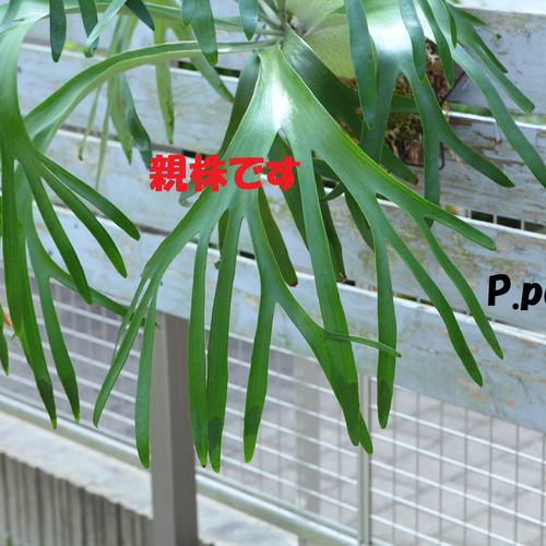 現品【P. Pegasus】ビカクシダ ペガサス No342 多肉植物 秘密の 現品【P. Pegasus】ビカクシダ ペガサス No342 多肉植物 秘密の