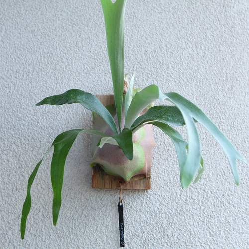 現品【P. Pegasus】ビカクシダ ペガサス No342 多肉植物 秘密の 現品【P. Pegasus】ビカクシダ ペガサス No342 多肉植物 秘密の