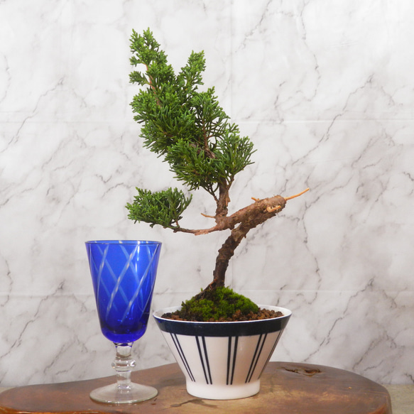 【一起園芸】真柏盆栽・01◆形良好・今後の成長が楽しみな一品です◆ 一起園芸】真柏盆栽・01◇形良好・今後の成長が楽しみな一品