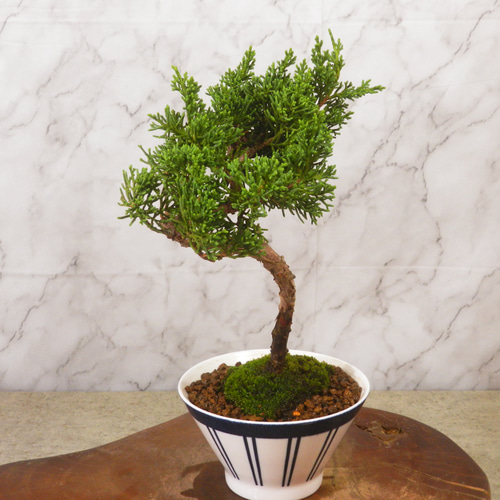 ☆ENGEI ichioki☆真柏・小品盆栽・21◇形良好・成長が楽しみな一品