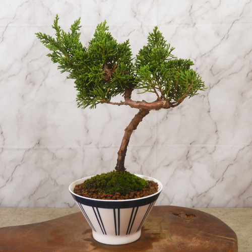 ☆ENGEI ichioki☆真柏・小品盆栽・21◇形良好・成長が楽しみな一品