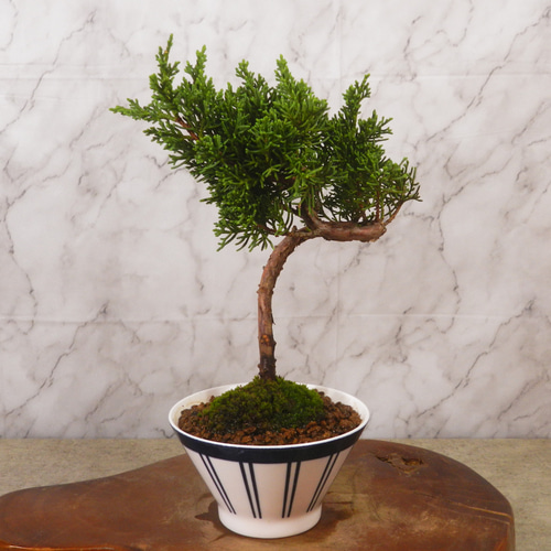 ☆ENGEI ichioki☆真柏・小品盆栽・21◇形良好・成長が楽しみな一品