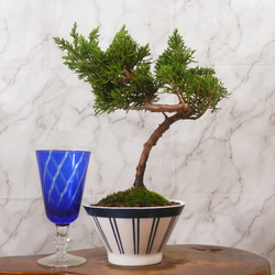 ☆ENGEI ichioki☆真柏・小品盆栽・21◇形良好・成長が楽しみな一品