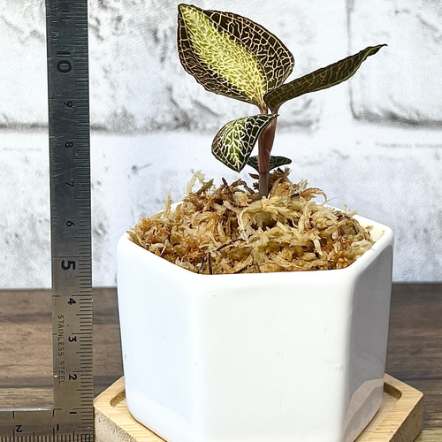 観葉植物】ジュエルオーキッド【アネクトキルス ロクスバーギ