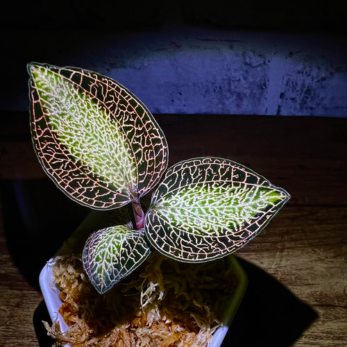 観葉植物】ジュエルオーキッド【アネクトキルス ロクスバーギ