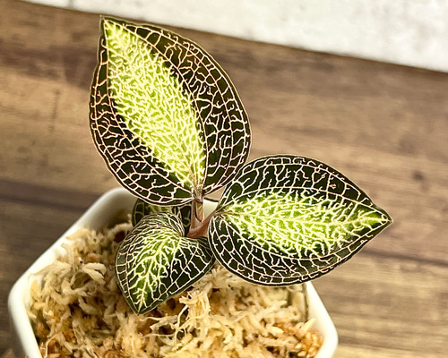 7c915220ac3eb31a1c6a074f0c4f9d