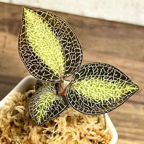 観葉植物】ジュエルオーキッド【アネクトキルス ロクスバーギ