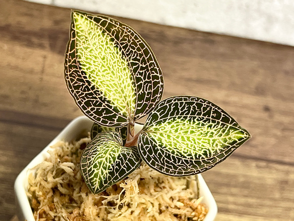 観葉植物】ジュエルオーキッド【アネクトキルス ロクスバーギ