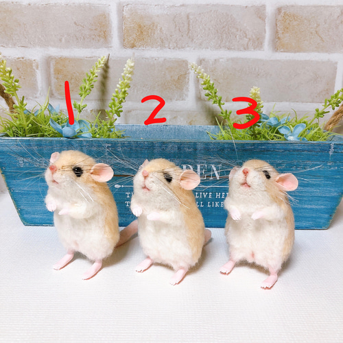 単品販売】マカロニちゃん *オブトアレチネズミ* (羊毛フェルト) 羊毛