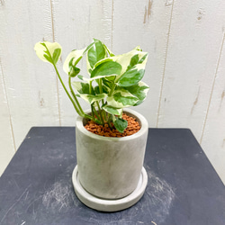 ［現品］C エスキナンサス　ラディカンス　斑入り　5号　観葉植物　吊り下げ 現品］C エスキナンサス ラディカンス 斑入り 5号 観葉植物 吊り