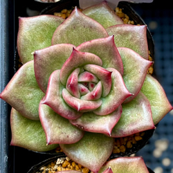 韓国プラグ苗40個セット エケベリア 寄せ植え 多肉植物 多肉植物