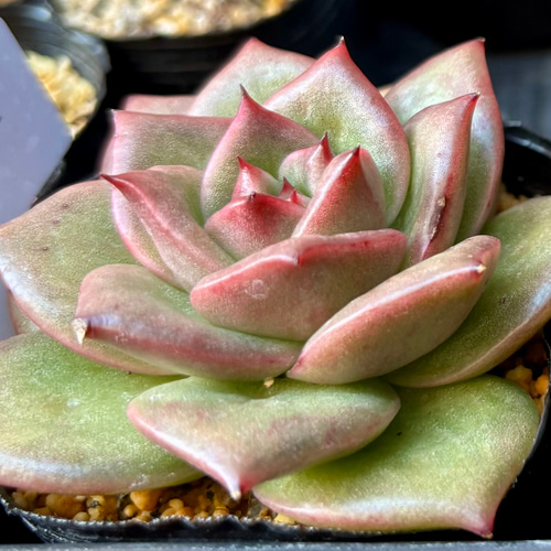 ランブラー 散り斑 エケベリア 韓国苗 多肉植物 多肉植物 プクニク