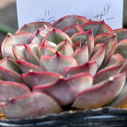 SALE】ブラックフェザー エケベリア 韓国苗 多肉植物 多肉植物